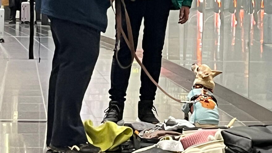 Kofferabsuche am Flughafen mit einer Bettanzeige