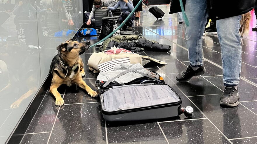Kofferabsuche am Flughafen mit einer Bettanzeige