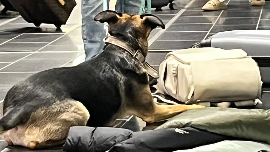 Kofferabsuche am Flughafen mit einer Bettanzeige