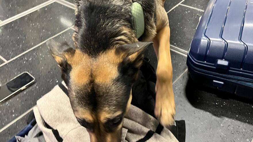 Kofferabsuche am Flughafen